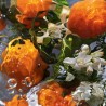 Guerlain Aqua Allegoria Orange Soleia – Woda toaletowa