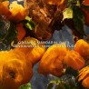 Guerlain Aqua Allegoria Mandarine Basilic Forte 75ml Zestaw