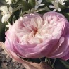 CHLOE Rose Naturelle Eau de Parfum